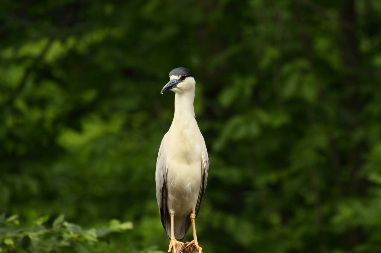 2014 06 11 HTP 61726